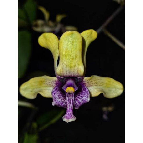 Jual Dendrobium Besi Violaceoflavens Shopee Indonesia