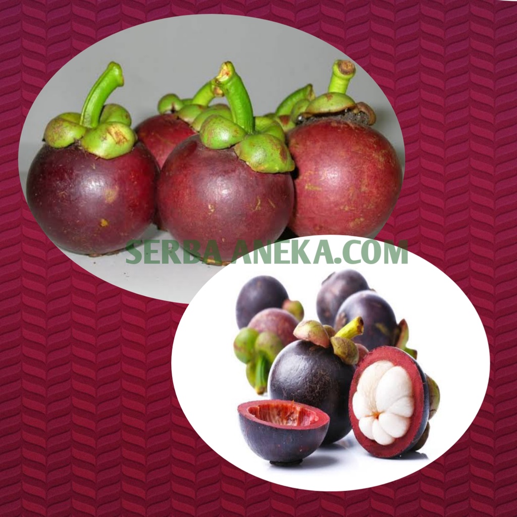 Jual Buah MAnggis Segar Buah Manggis FREshh PER KILO Shopee Indonesia