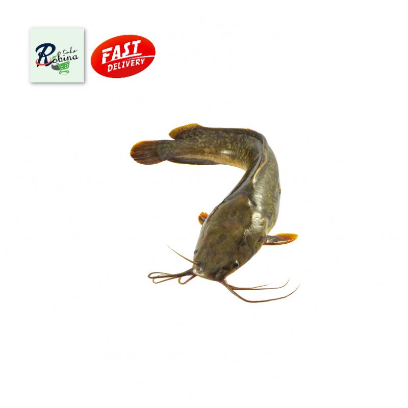 Jual Ikan Lele Segar Gr Shopee Indonesia