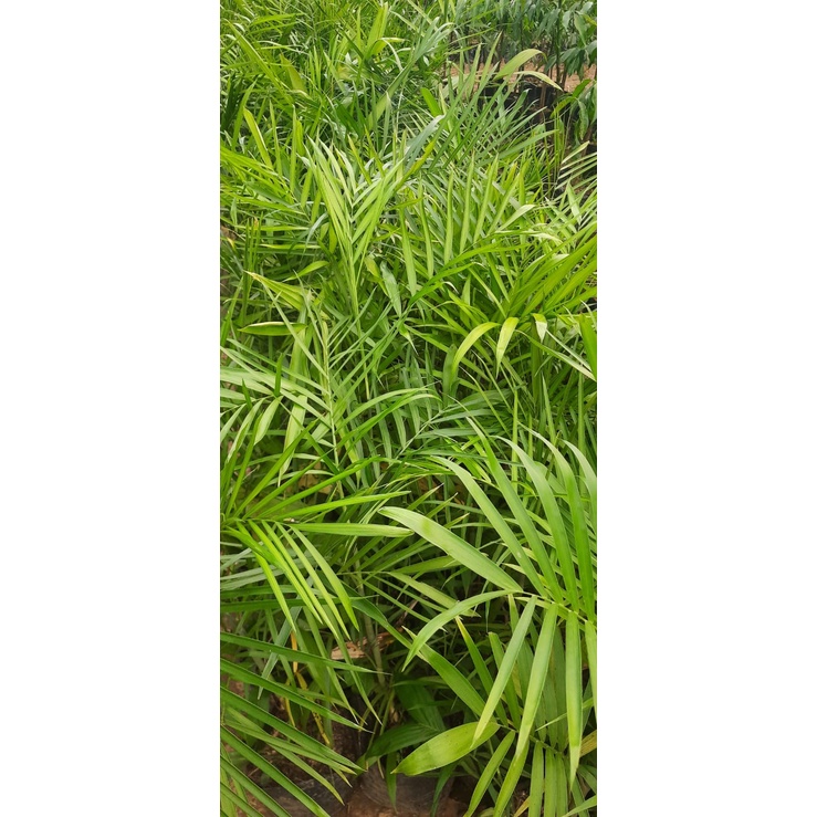 Jual Tanaman Hias Palem Komodoria Atau Palem Bambu Tunas Bibit Shopee