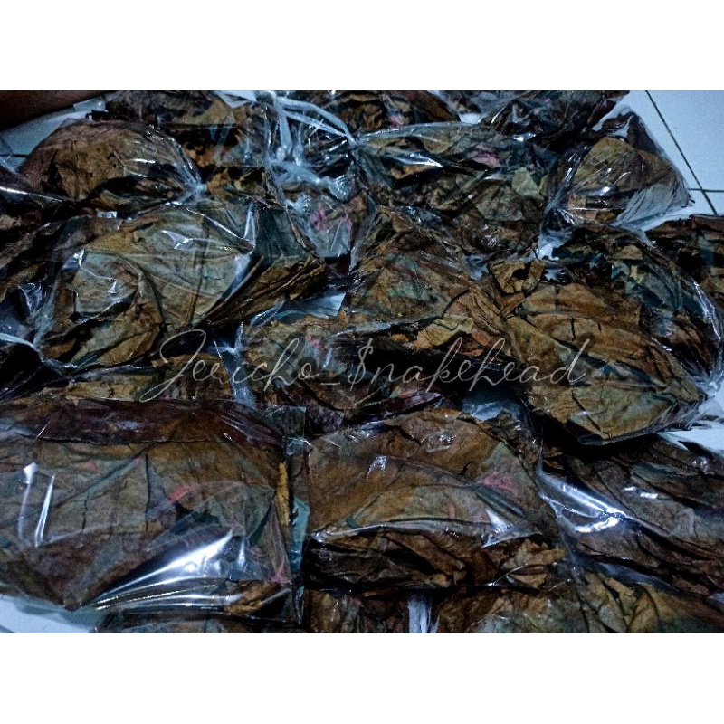 Jual Daun Ketapang Laut Olahan Fermentasi Spesial Super Pekat Gram