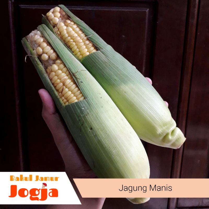 Jual Jagung Manis Pack Shopee Indonesia