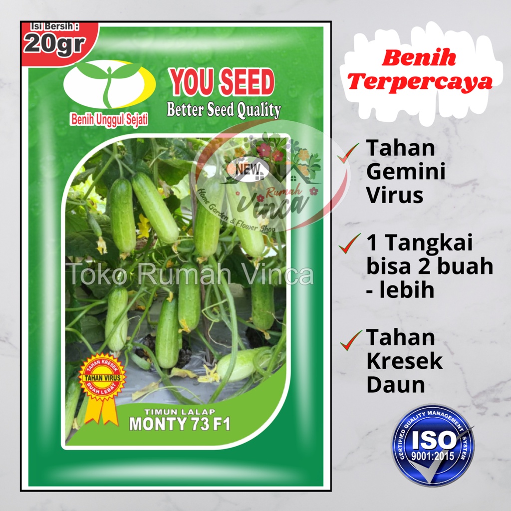 Jual Benih Timun Lalap Monty F Gram Timun Baby Dari You Seed