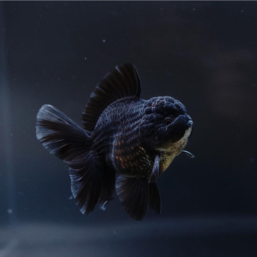 Jual Oranda Black Short Body Ikan Mas Koki Oranda Black Solid Ikan