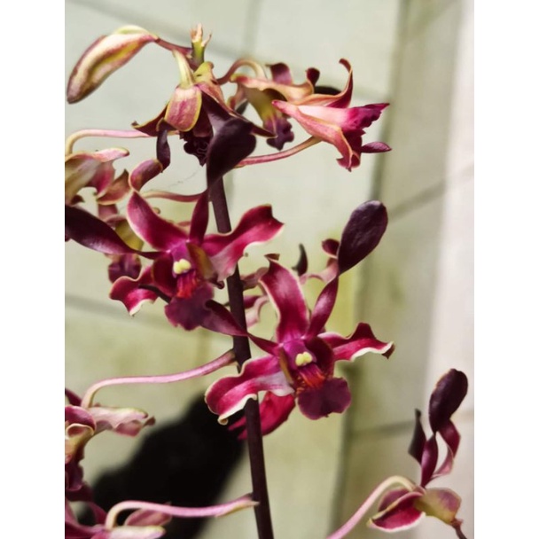 Jual Anggrek Dendrobium Black Spider Hybrid Dewasa Shopee Indonesia