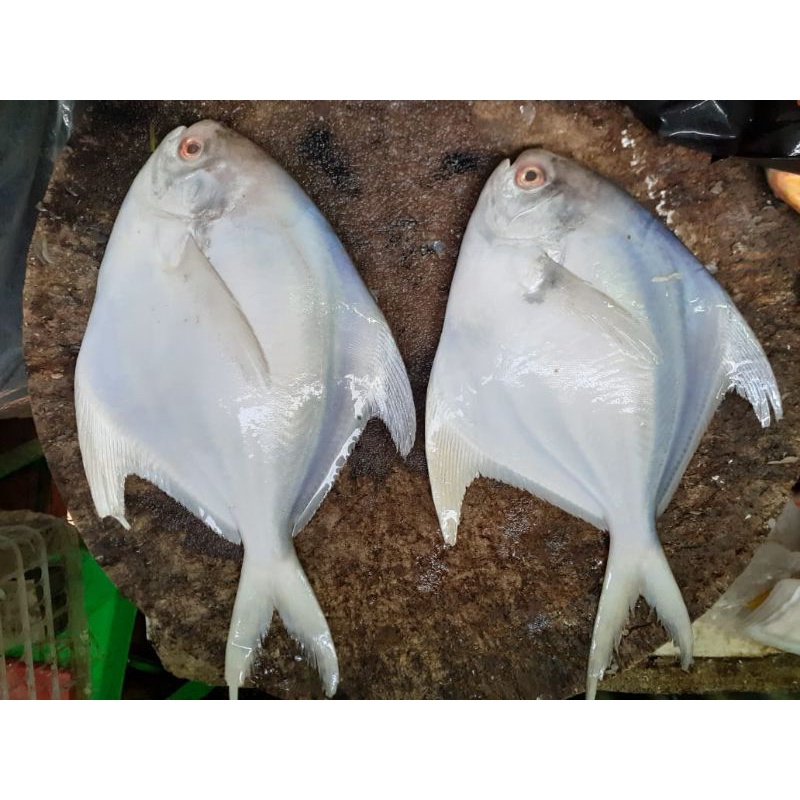 Jual Ikan Bawal Laut Putih Segar Shopee Indonesia