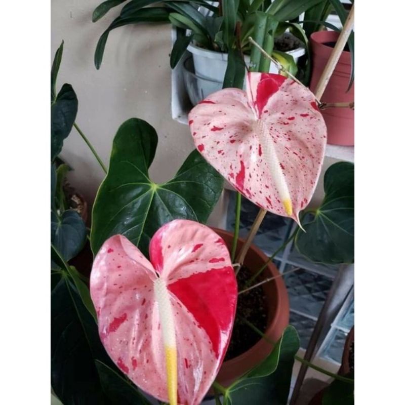 Jual Tanaman Hias Anthurium Mickey Mouse Pink Splash Bunga Hidup