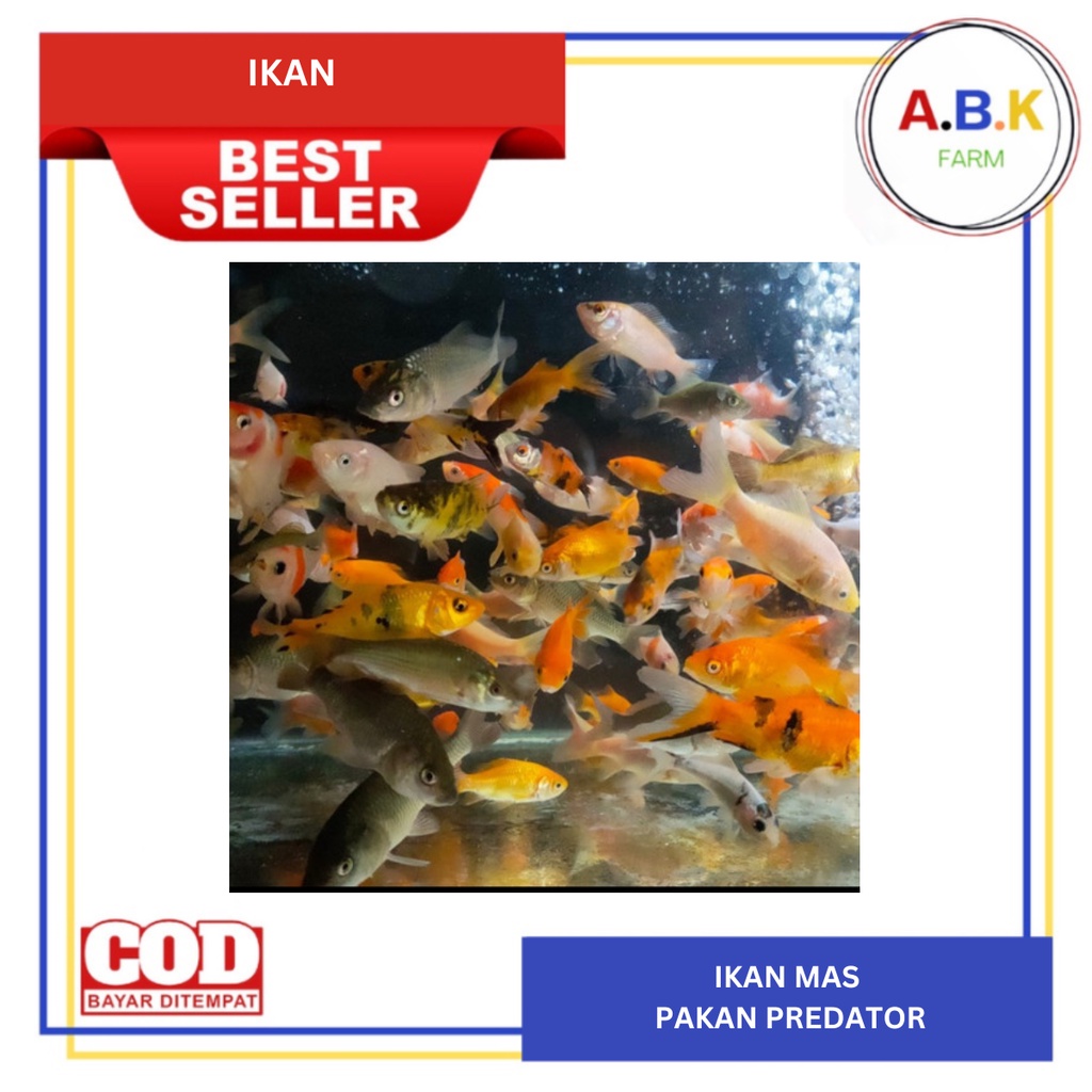 Jual Ikan Mas Pakan Predator Arwana Channa Aquarium Shopee Indonesia