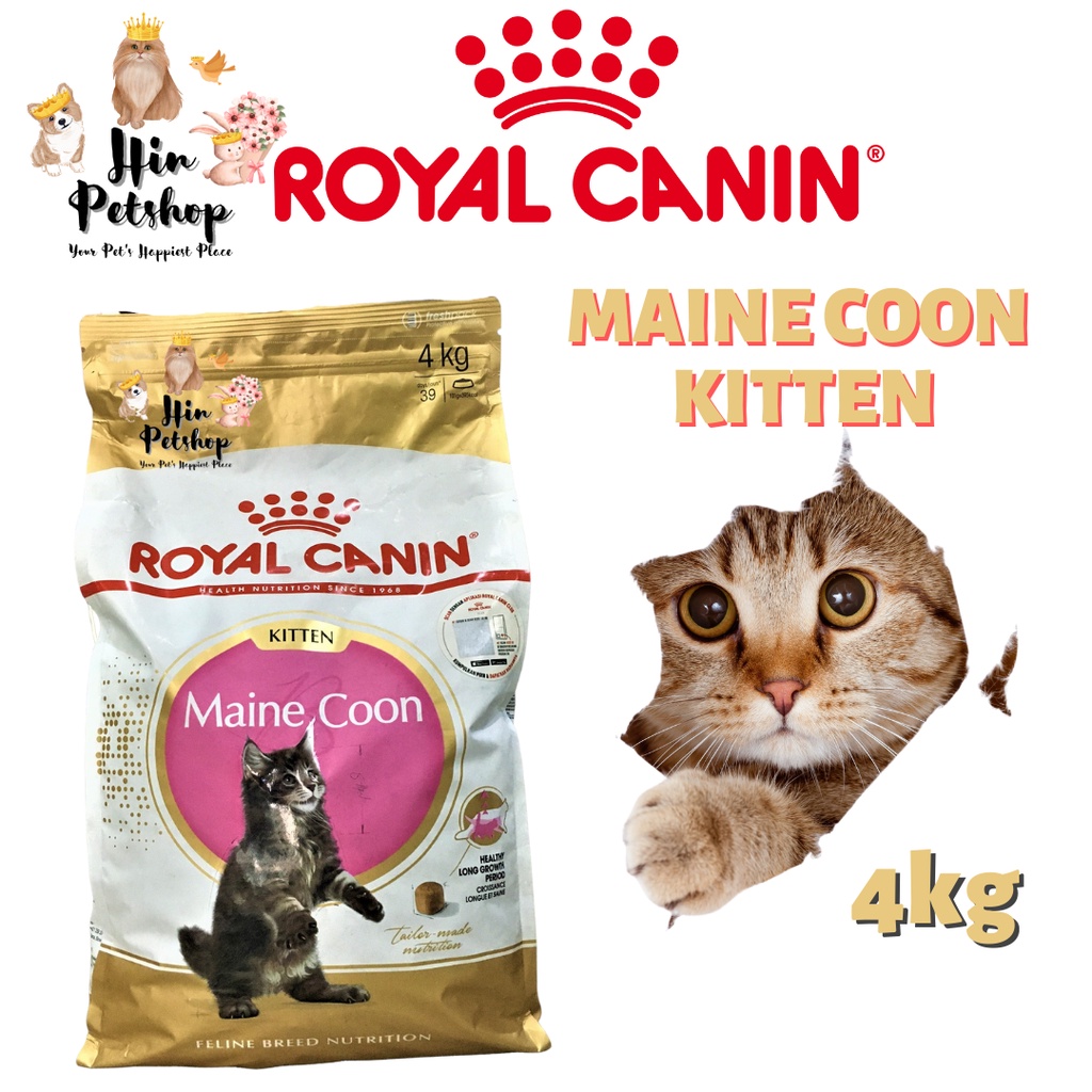 Jual Royal Canin Kitten Maine Coon 4 Kg FRESHPACK 4Kg Makanan Kucing