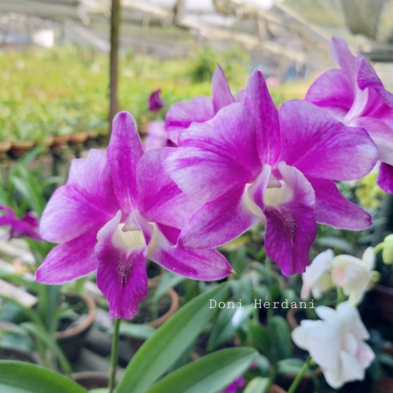 Jual Dendrobium Sripatum Splash Anggrek Dendrobium Sripatum Splash