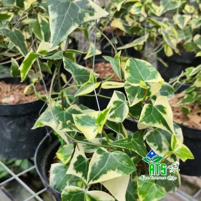 Jual Tanaman Hias Ivy English Variegata Tanaman Rambat Shopee Indonesia