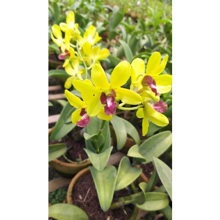 Jual Anggrek Dendrobium Thongchai Gold Fragrant Harum Shopee Indonesia