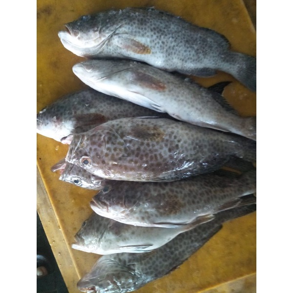 Jual Ikan Kerapu Totol Kg Shopee Indonesia