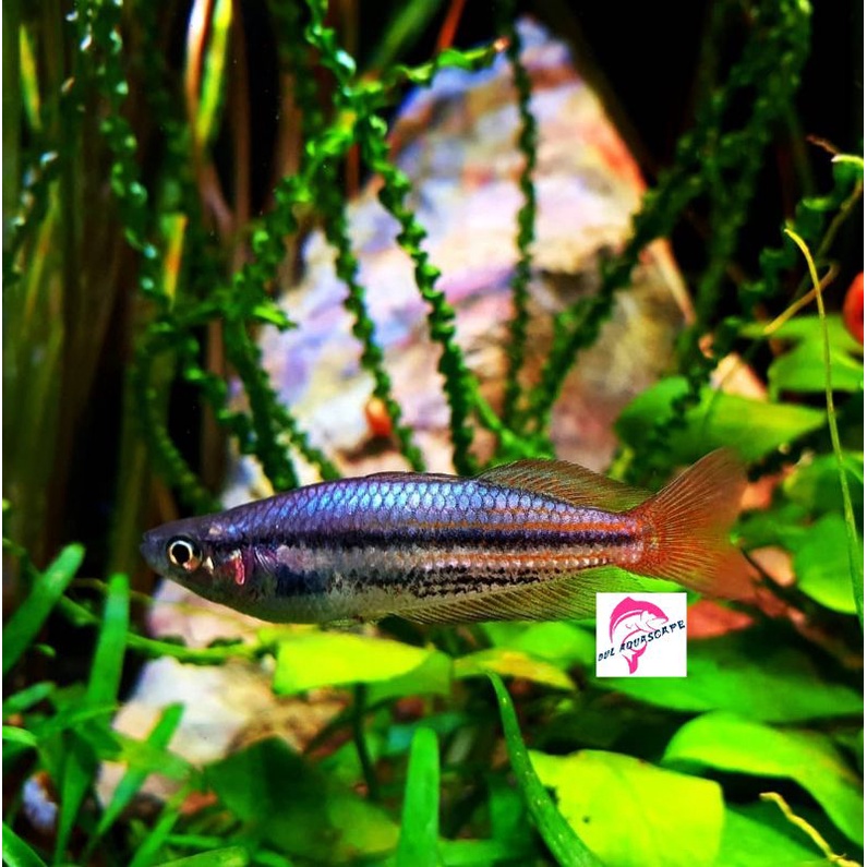 Jual Ikan Hias Rainbow Makaloci Aquascape Shopee Indonesia