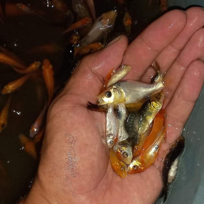 Jual Bibit Ikan Mas Ekor Shopee Indonesia