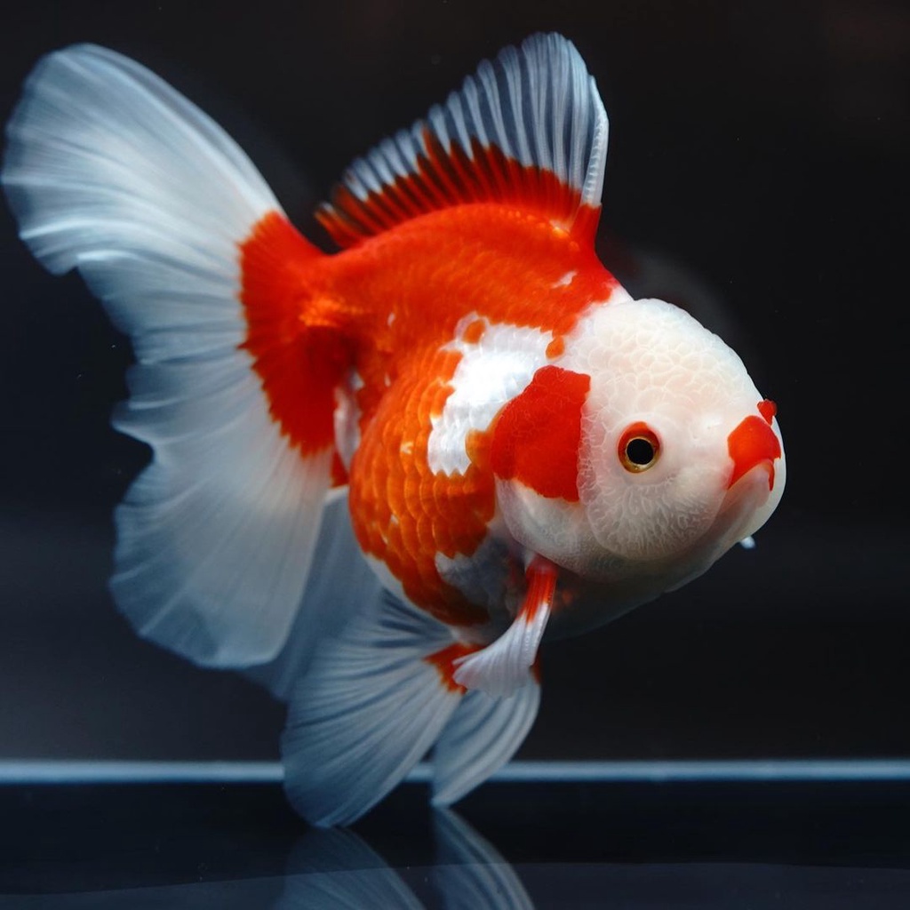 Jual Ikan Mas Koki Oranda Red White Oranda Rosetail Ikan Mas Koki