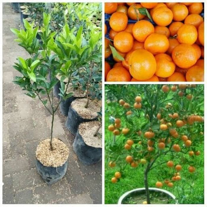 Jual Bibit Jeruk Santang Madu Super Unggul Bisa Tanam Dalam Pot