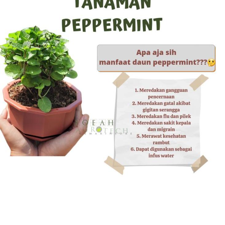 Jual Bibit Tanaman Daun Mint Untuk Infuse Water Tanaman Daun Mint