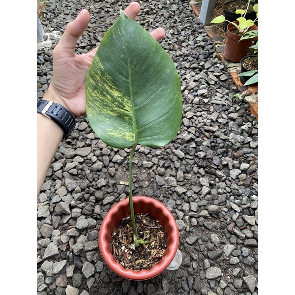 Jual Monstera Marmorata Shopee Indonesia