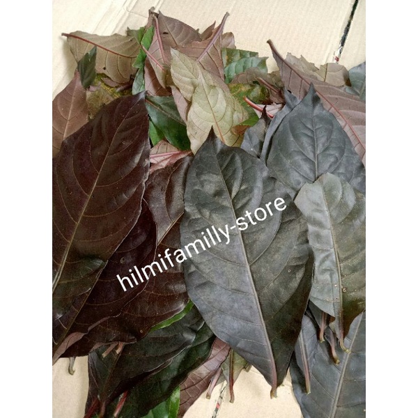 Jual Daun Ungu Segar Daun Handeuleum Keramat G Shopee Indonesia