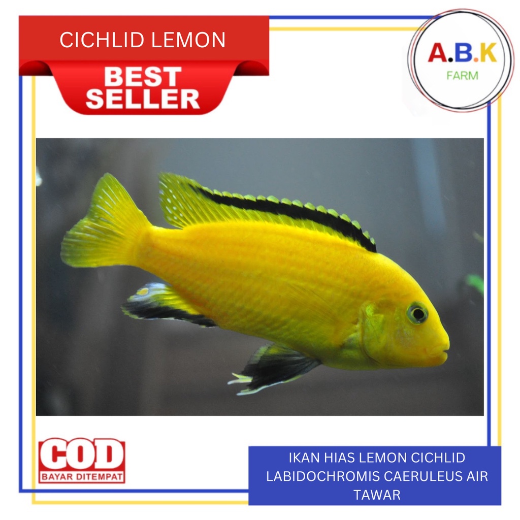 Jual Ikan Hias Lemon Cichlid Labidochromis Caeruleus Air Tawar Aquarium