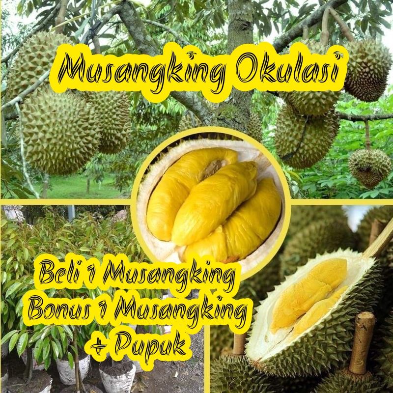 Jual Bibit Durian Musangking Kaki Tinggi Meter Okulasi Super