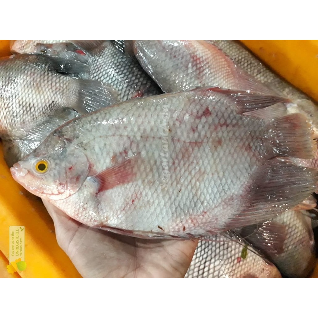 Jual Ikan Gurame Segar Ikan Gurame 1Kg Gurami Shopee Indonesia