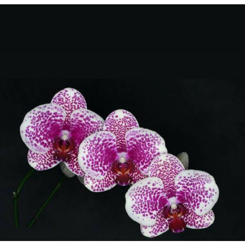 Jual Promo Tanaman Hias Anggrek Epidendrum Shopee Indonesia