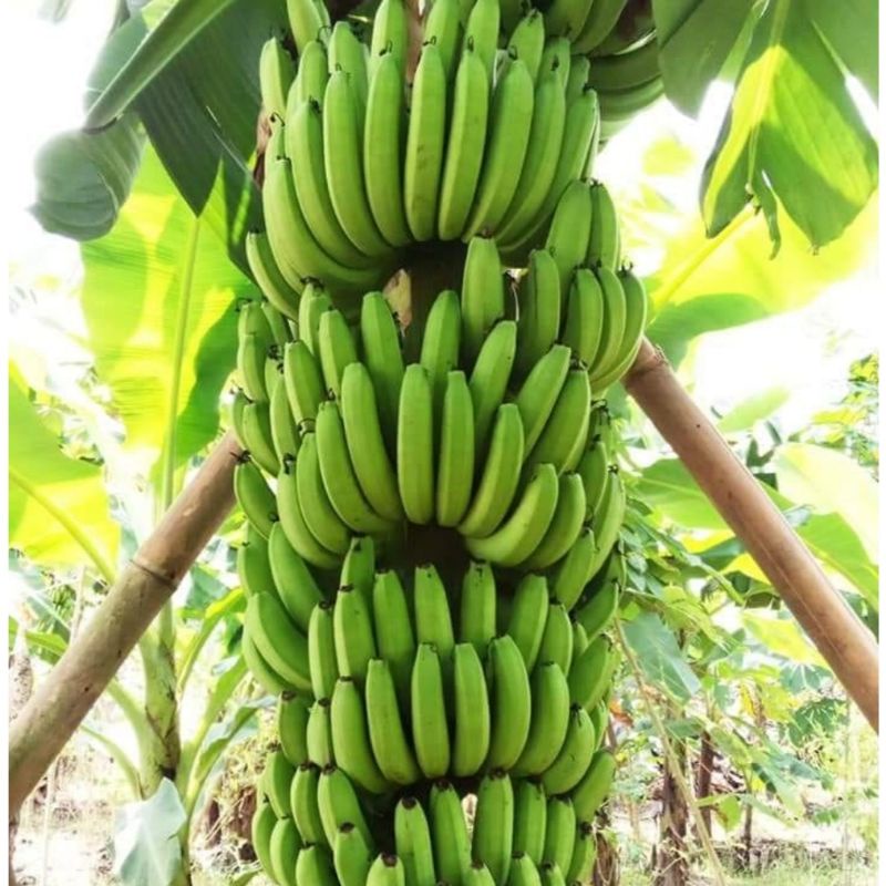 Jual Bibit Pohon Pisang Cavendish Bonggol Unggul Siap Tanam Shopee