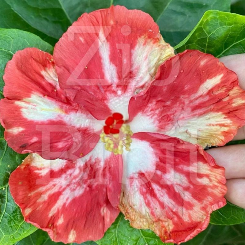 Jual Biji Benih Bunga Hibiscus Kembang Sepatu Warna Langka Rare