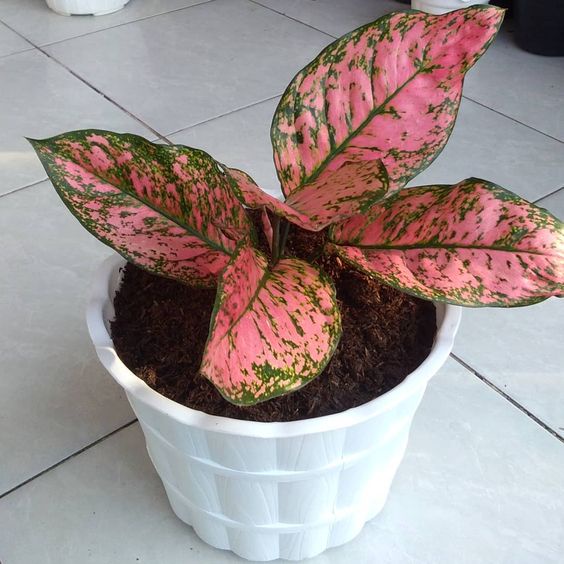 Jual Tanaman Hias Aglaonema Aglonema Lady Valentine Shopee Indonesia