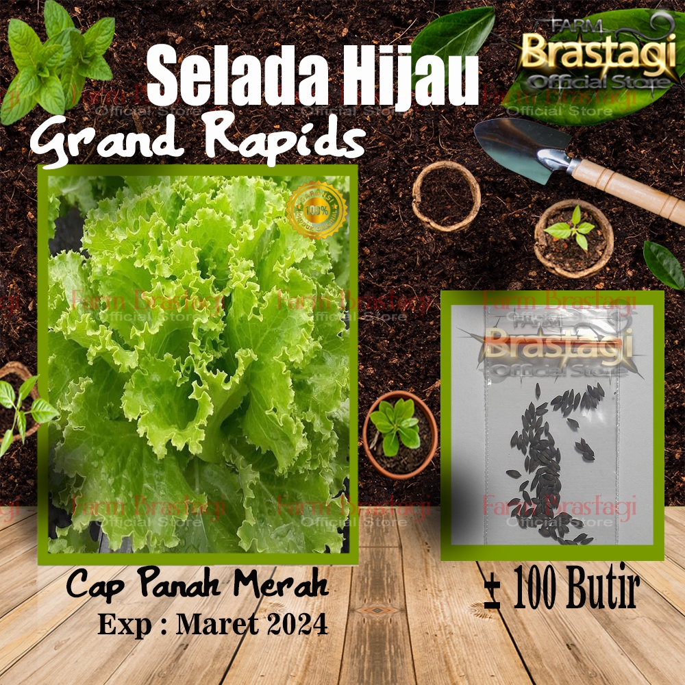 Jual FBTG 100 Biji Benih Selada Hijau Keriting Grand Rapids