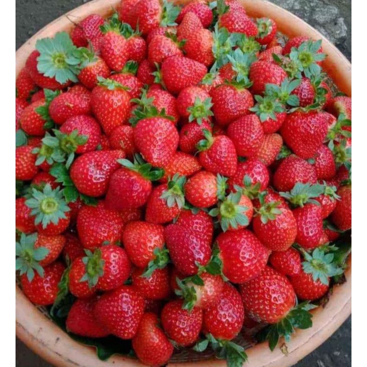 Jual Buah Strawberry Bali Fresh Petik 1 Kg Shopee Indonesia