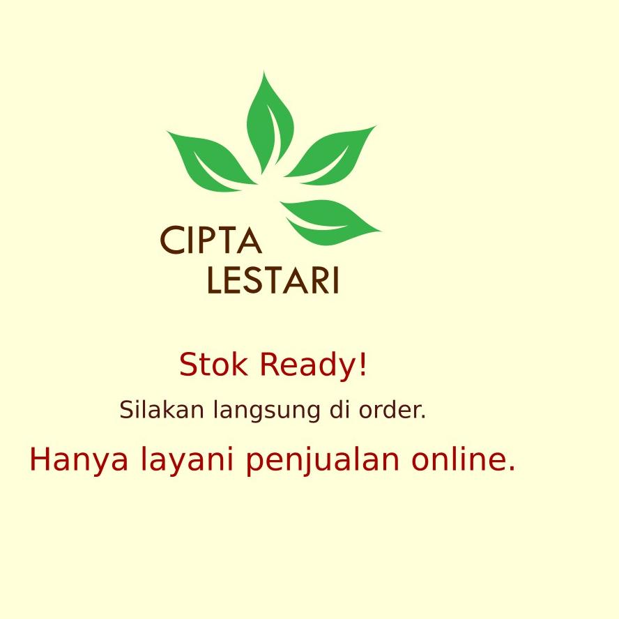 Jual PROMO Bibit Pohon Cendana Wangi Bibit Cendana Bali Pohon Cendana