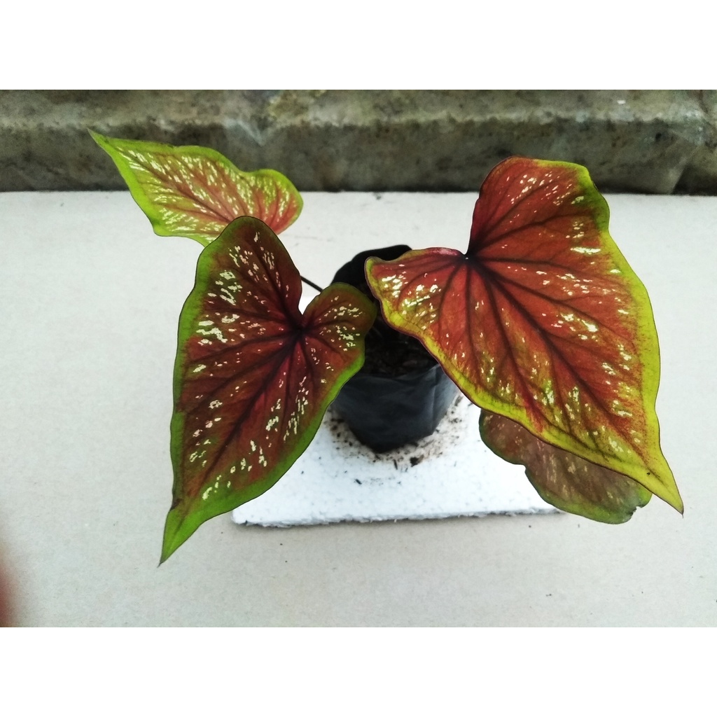 Jual Tanaman Keladi Hias Caladium Cantik Batik Kedawung Real Pict