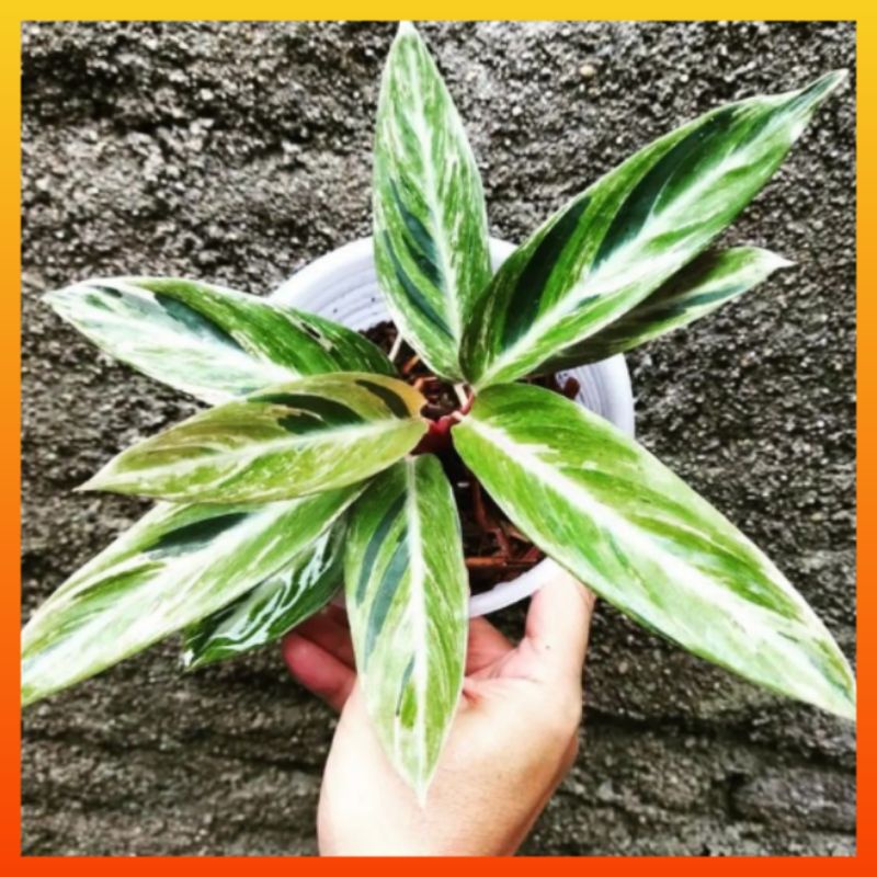 Jual Tanaman Hias Calathea Triostar Variegata Maranta Varigata Tricolor