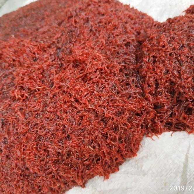 Jual Pakan Ikan Cacing Beku Super Fresh Berkualitas Frozen Bloodworm