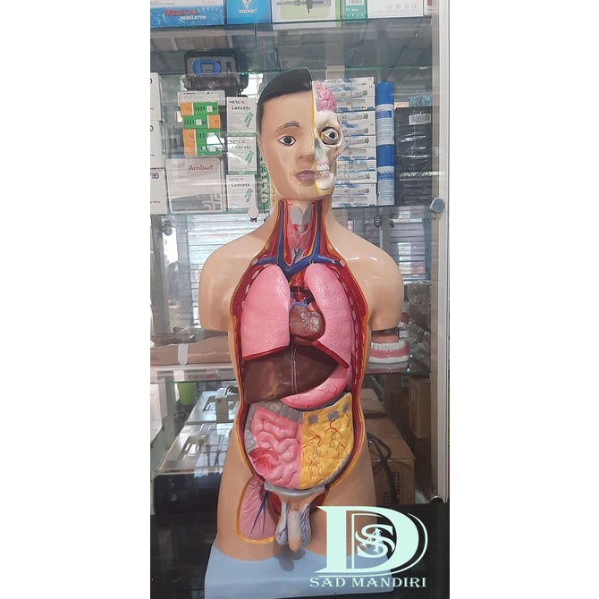 Jual Phantom Manekin Manikin Torso Organ Tubuh Manusia Multifungsi