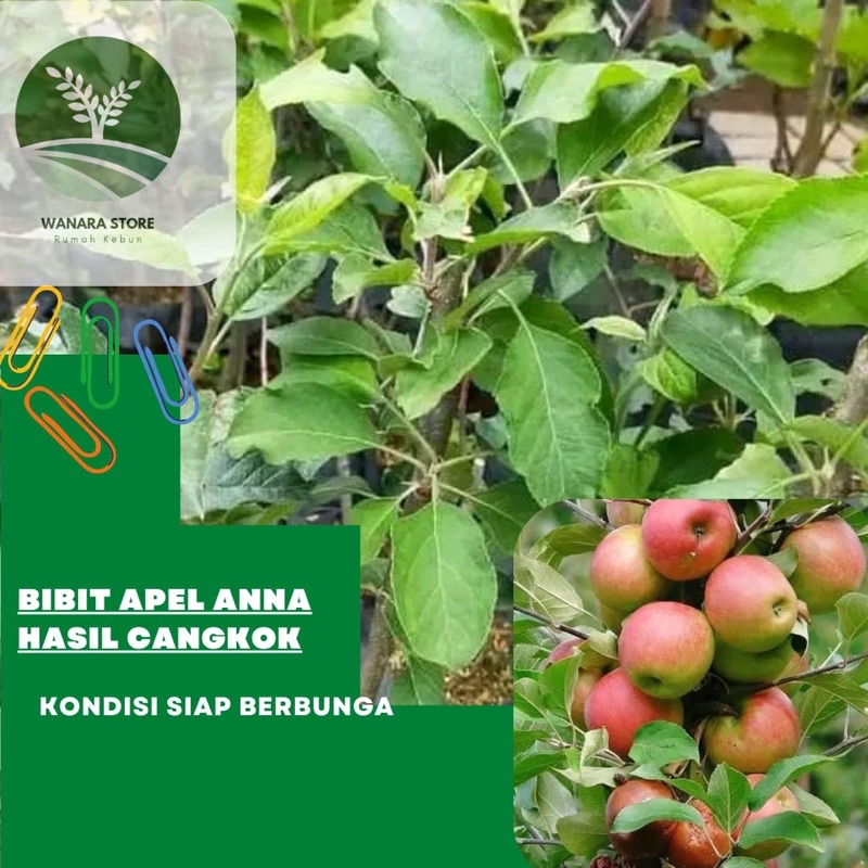 Jual Bibit Tanaman Buah Apel Anna Hasil Cangkok Shopee Indonesia