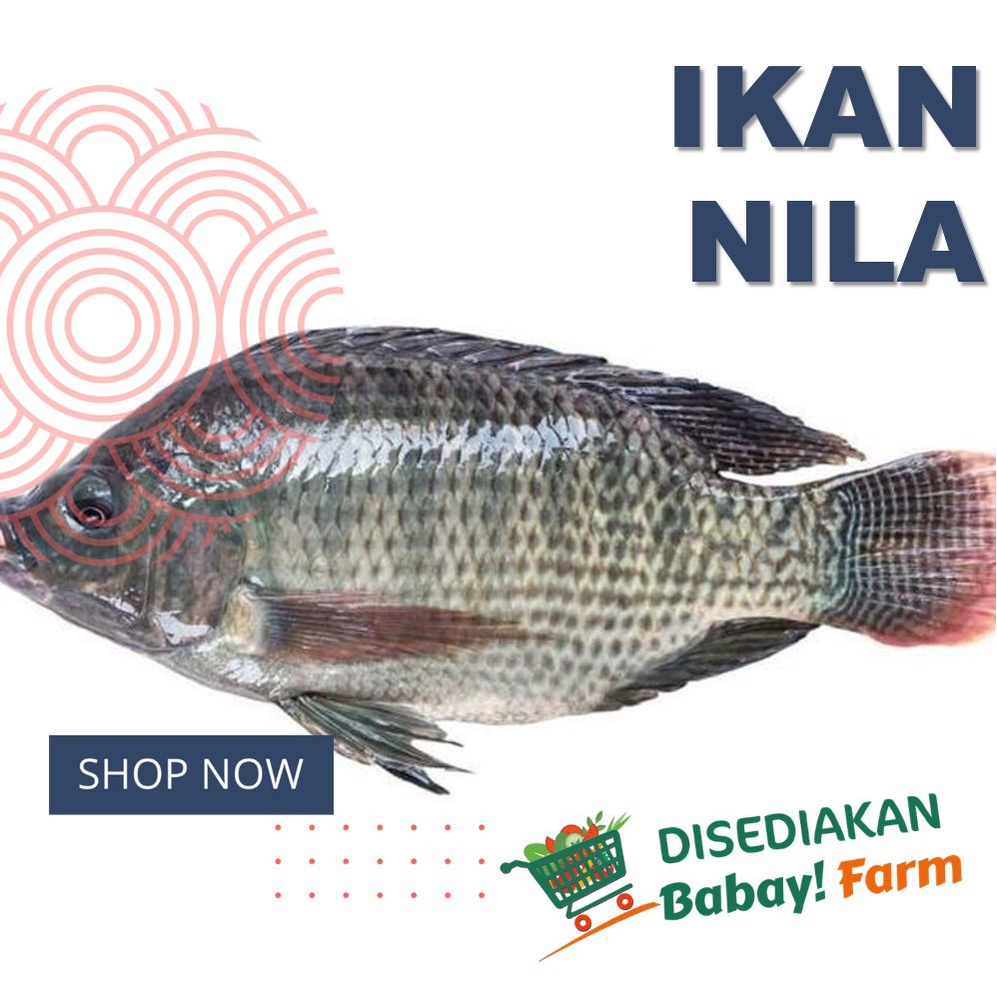 Jual Ikan Nila Segar 500 Gr 1 Kg Shopee Indonesia