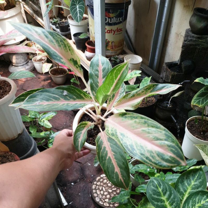 Jual Tanaman Hias Koleksi Aglaonema Aglonema Pamela Real Pic Shopee