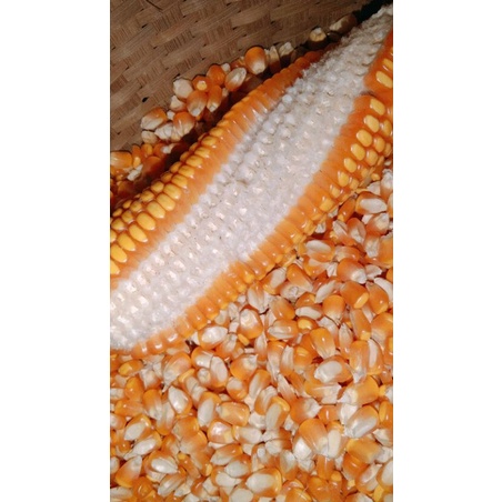 Jual Jagung Pipil Kering Kemasan Kg Nasi Jagung Pakan Ternak