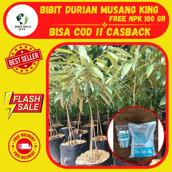 Jual Terbaru Bibit Durian Musang Bibit Durian Musang King