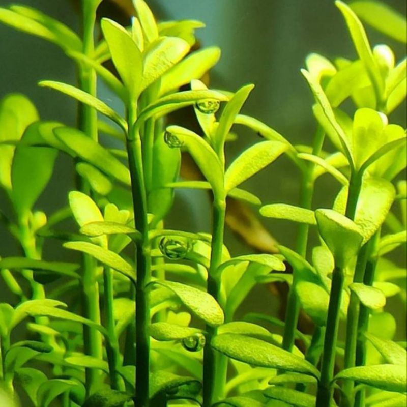 Jual Bacopa Monnieri 20 Batang Tanaman Aquascape Shopee Indonesia