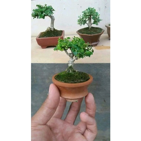 Jual Bonsai Sancang Mame Hidup K Shopee Indonesia