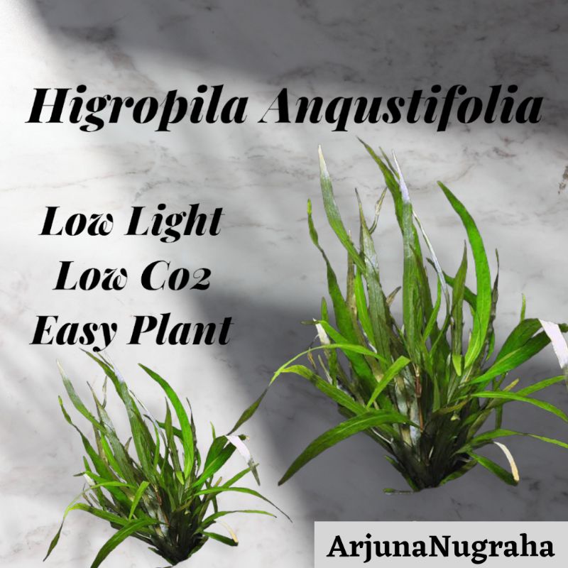 Jual Higropila Aqustifolia Tanaman Air Akuarium Aquascape Tanaman