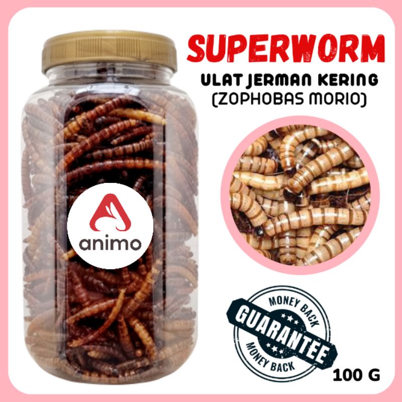 Jual Ulat Jerman DRIED SUPERWORM 100 Gram Hamster Burung Sugar Glider