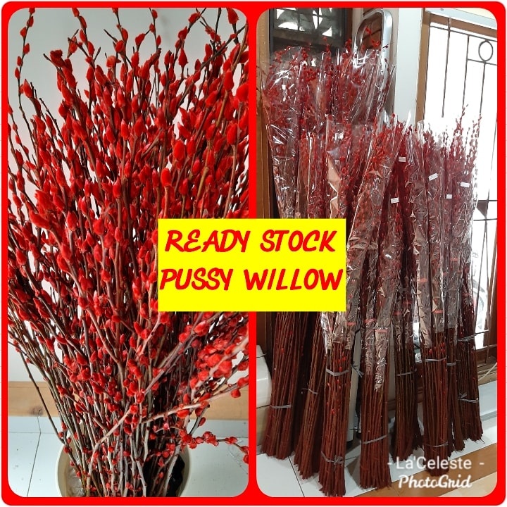 Jual Dried Pussy Willow Merah Spray Bercabang T Cm Bunga Imlek