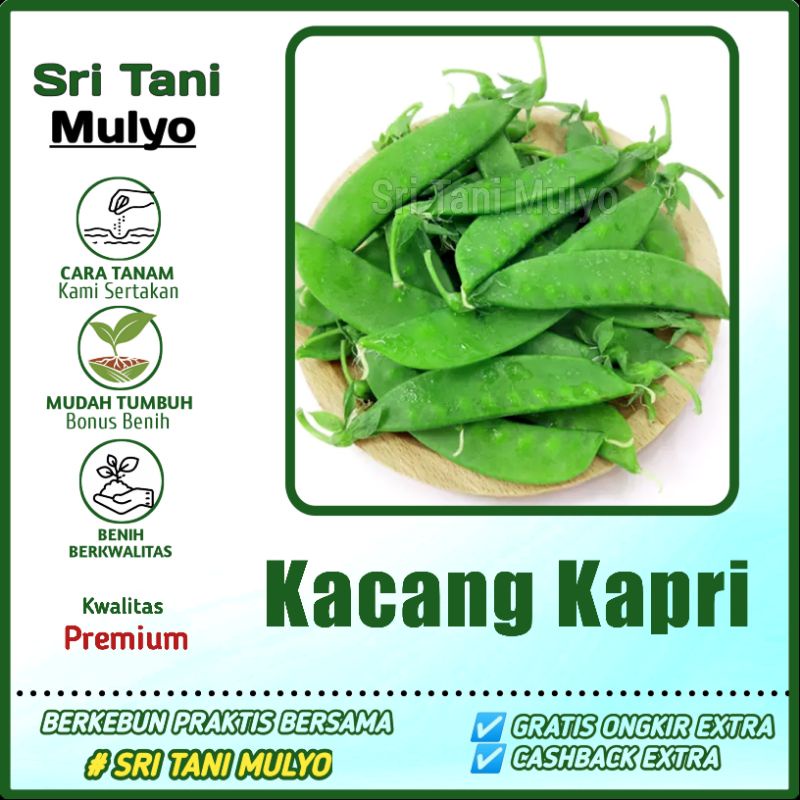 Jual TERMURAH 10 Biji Benih Kapri TAICHUNG F1 Ercis Snow Pea