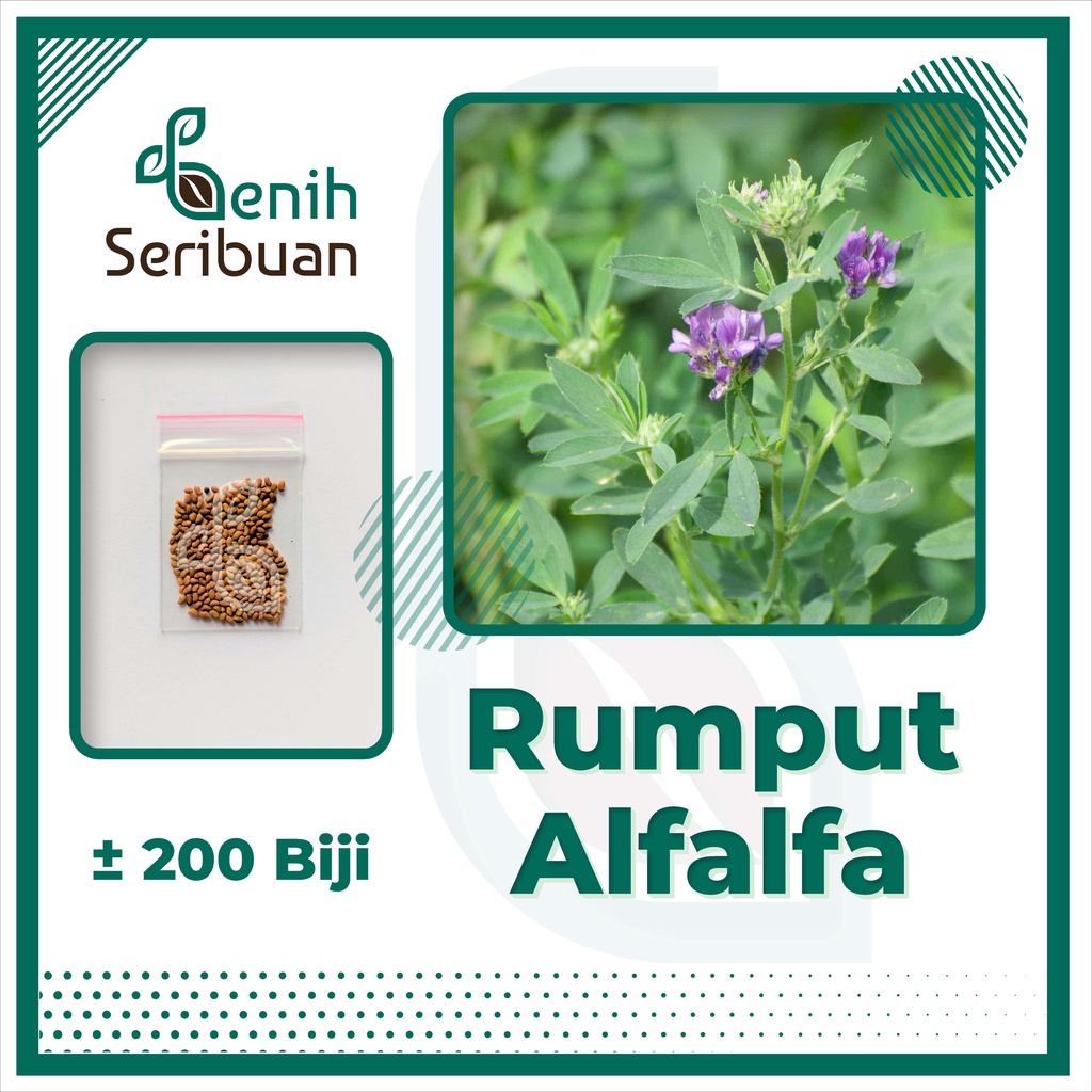 Jual Benih Seribuan 200 Bibit Rumput Alfalfa Grass Tanaman Pakan